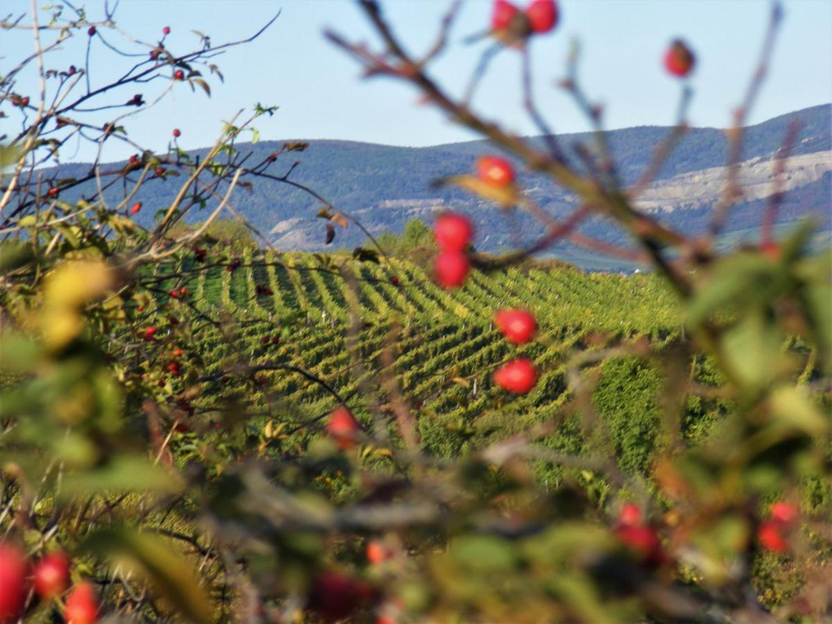 Tokaj Hill Panorama Guesthouse Szerencs Eksteriør billede