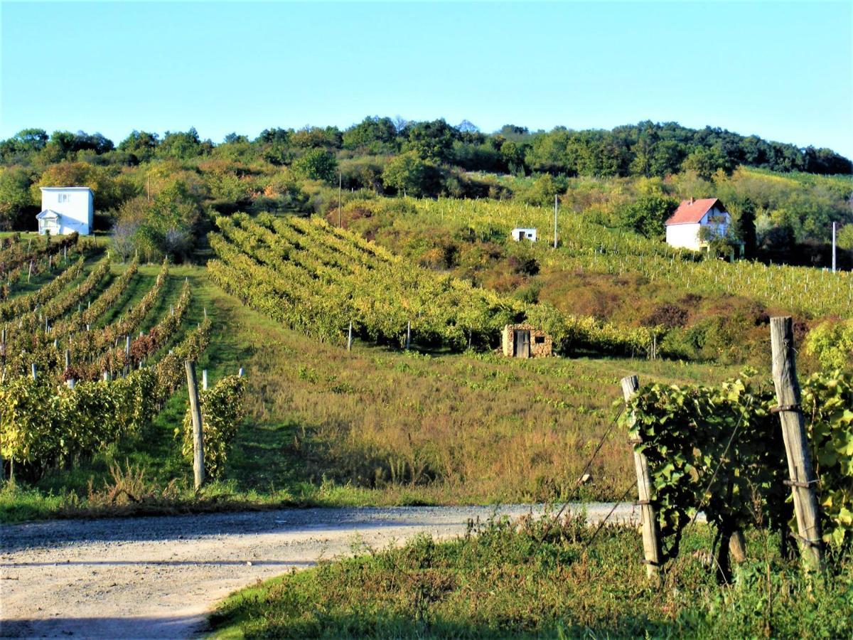 Tokaj Hill Panorama Guesthouse Szerencs Eksteriør billede